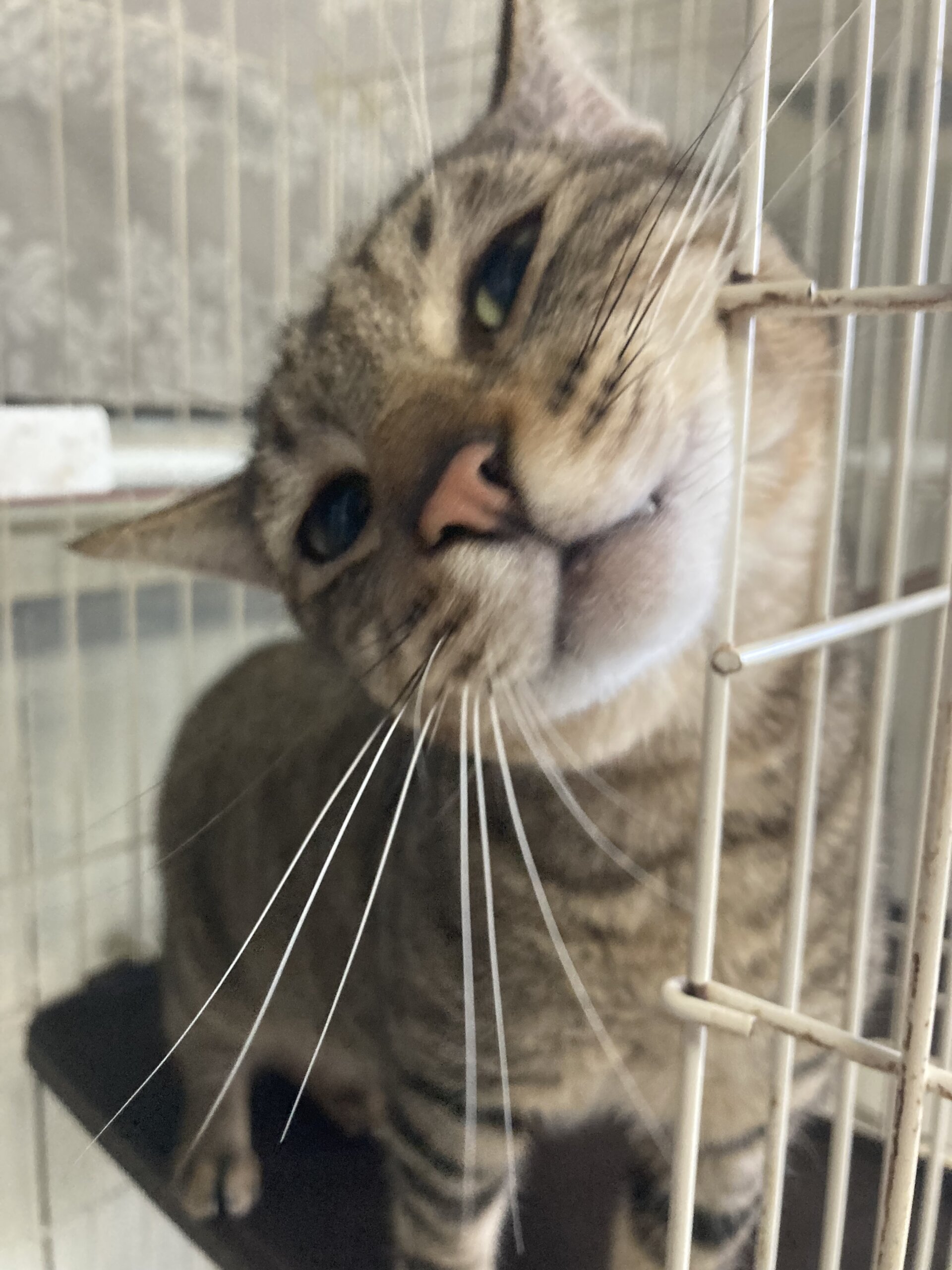 タレ目なキジトラ男子