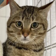 イケメンキジトラボーイ☆ピー