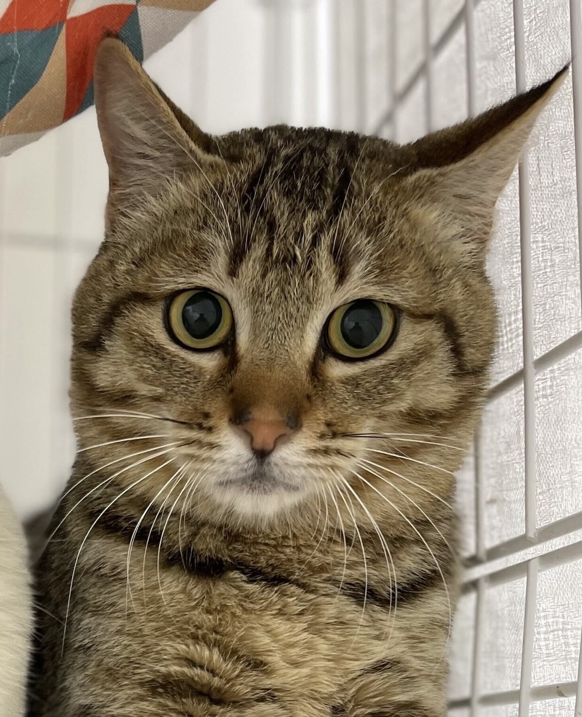 イケメンキジトラボーイ☆ピー