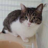 お部屋をお散歩&遊ぶの大好き☆ちょっぴり照れ屋の☆エイト