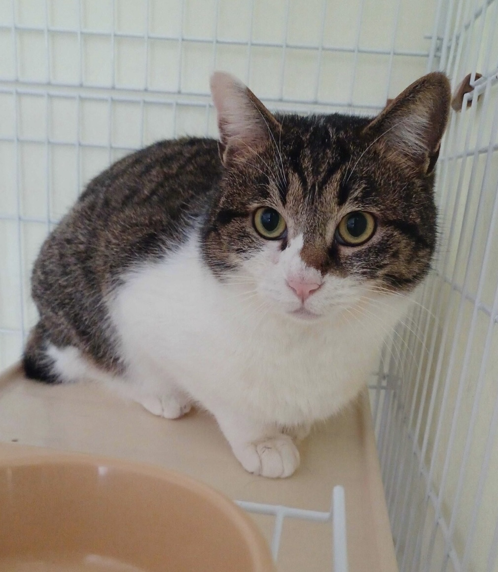 お部屋をお散歩&遊ぶの大好き☆ちょっぴり照れ屋の☆エイト