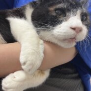 高齢者◎抱っこ大好き☆パンダみたいな☆パンちゃん