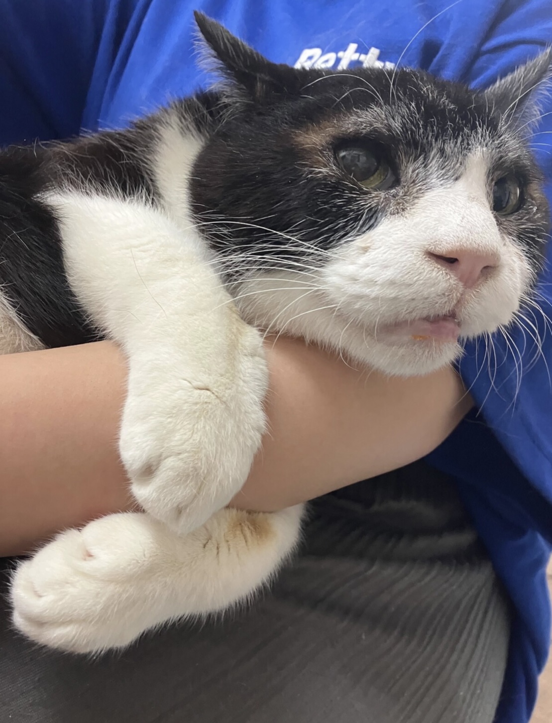 高齢者◎抱っこ大好き☆パンダみたいな☆パンちゃん