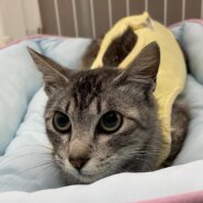 星のように輝く大きな瞳☆サバトラ☆ステラ