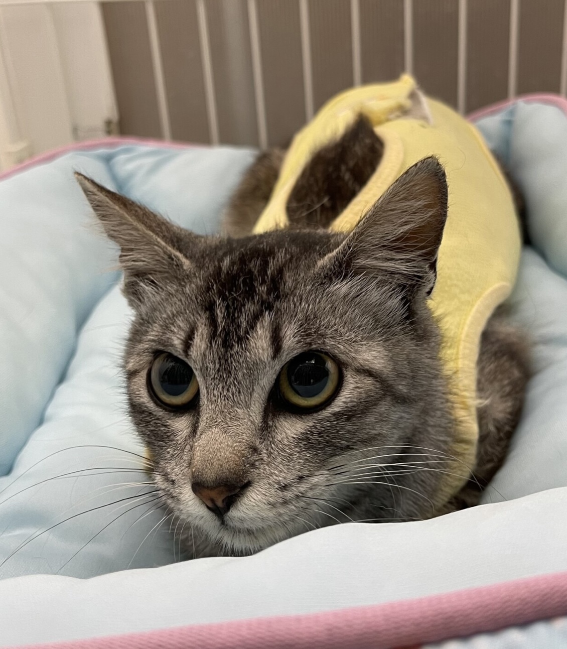 星のように輝く大きな瞳☆サバトラ☆ステラ