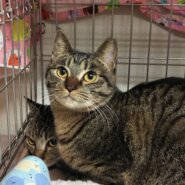 とても穏やかでお利口さん　おはぎ2歳10ケ月