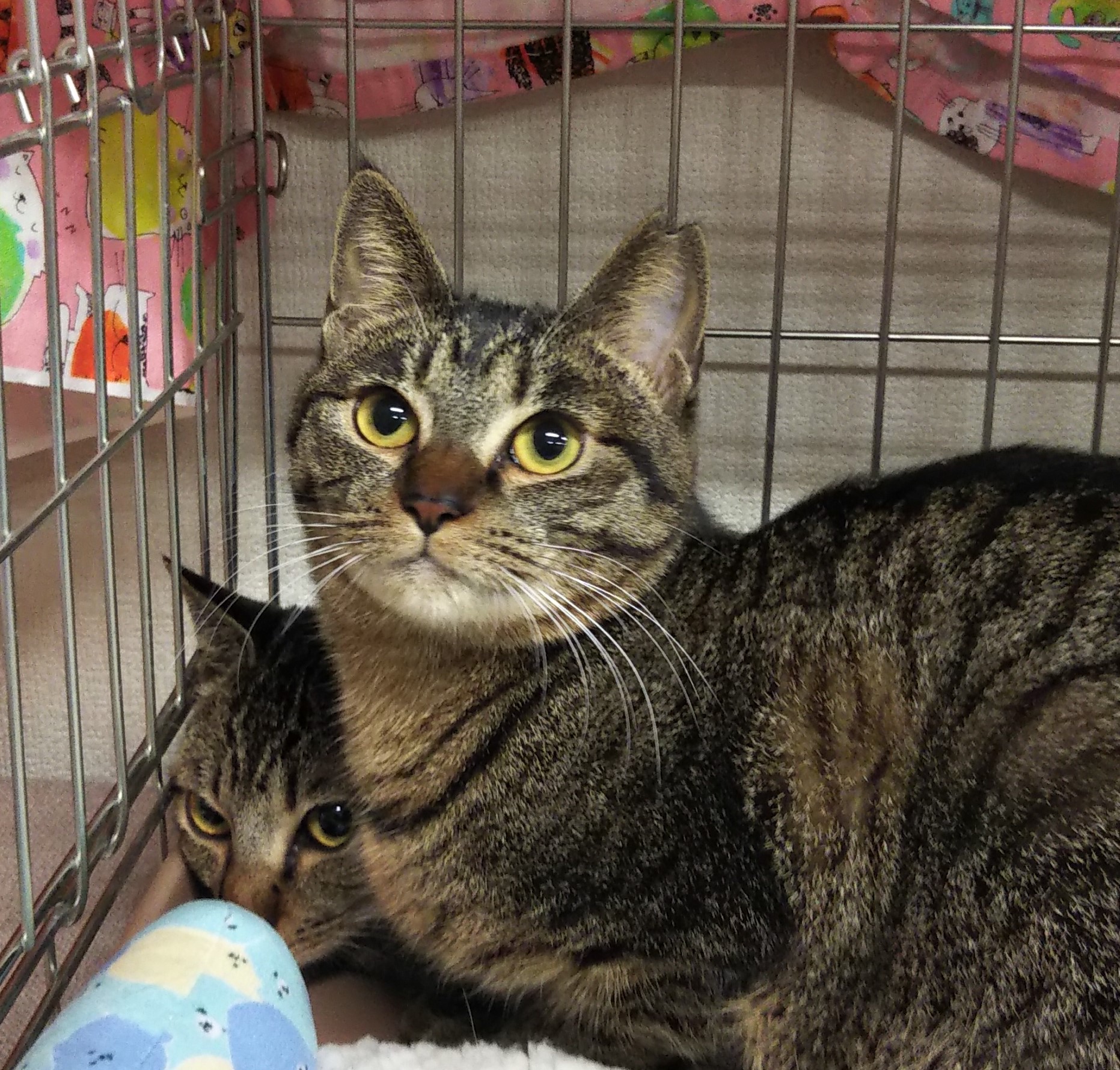 とても穏やかでお利口さん　おはぎ2歳10ケ月