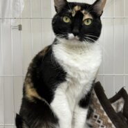 地域の方々に大切にお世話されていた三毛猫☆神楽☆ちょっぴりプライド高め