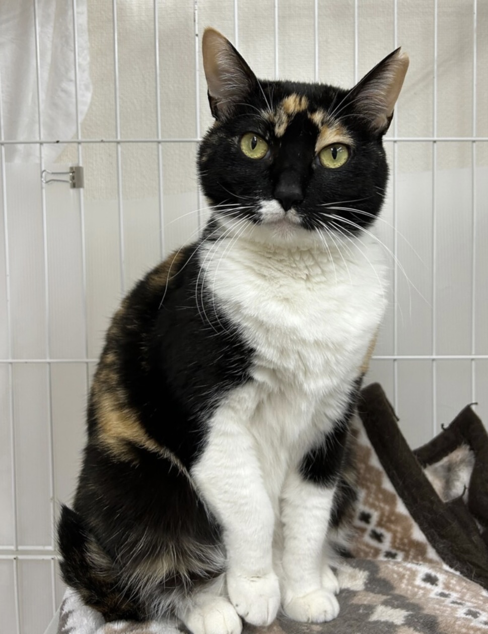 地域の方々に大切にお世話されていた三毛猫☆神楽☆ちょっぴりプライド高め