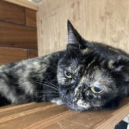 エキゾチックなお顔の黒サビちゃん