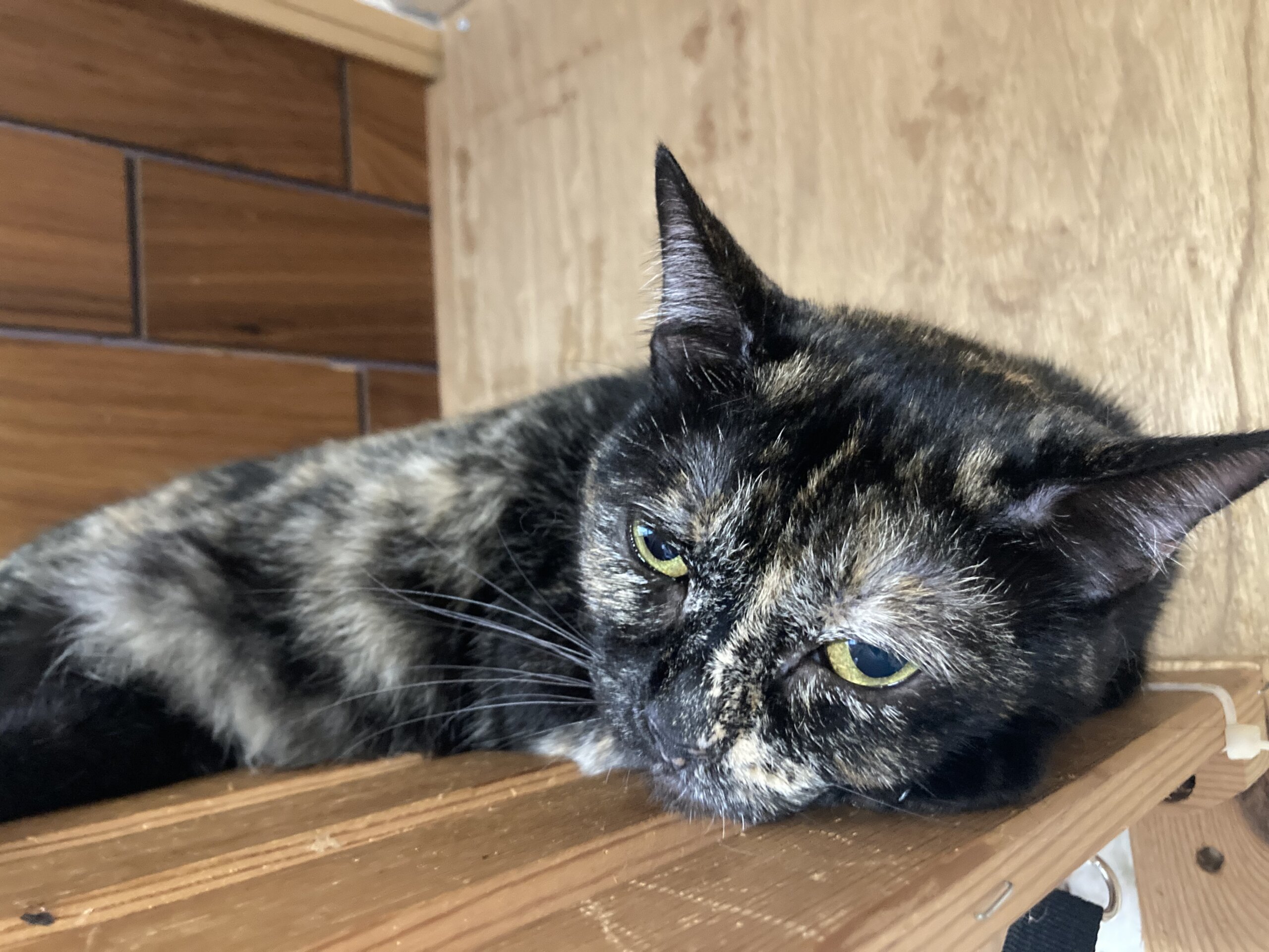 エキゾチックなお顔の黒サビちゃん