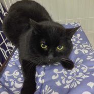 人馴れ訓練中☆猫には優しい黒猫の☆ねねくん