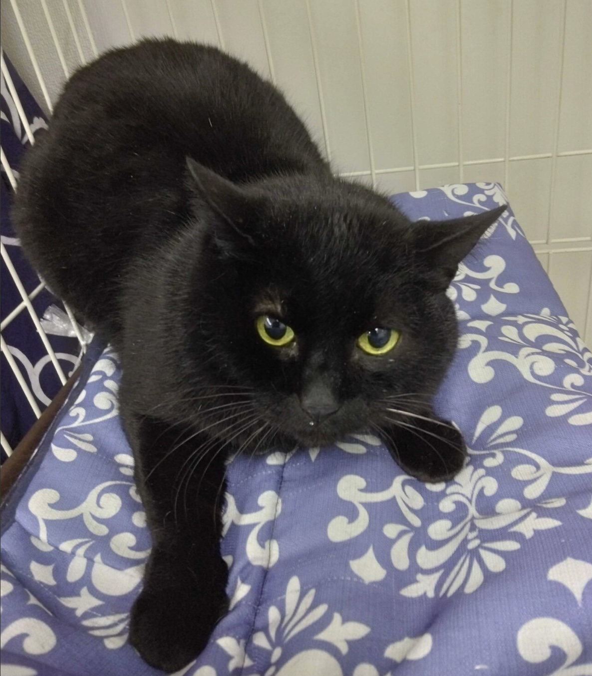 人馴れ訓練中☆猫には優しい黒猫の☆ねねくん