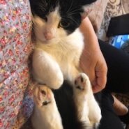 ベリーキュートな白黒女子のハスキー！