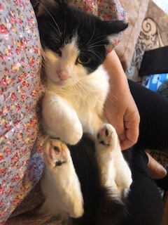 ベリーキュートな白黒女子のハスキー！