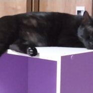 もうすぐ5歳になる女の子です