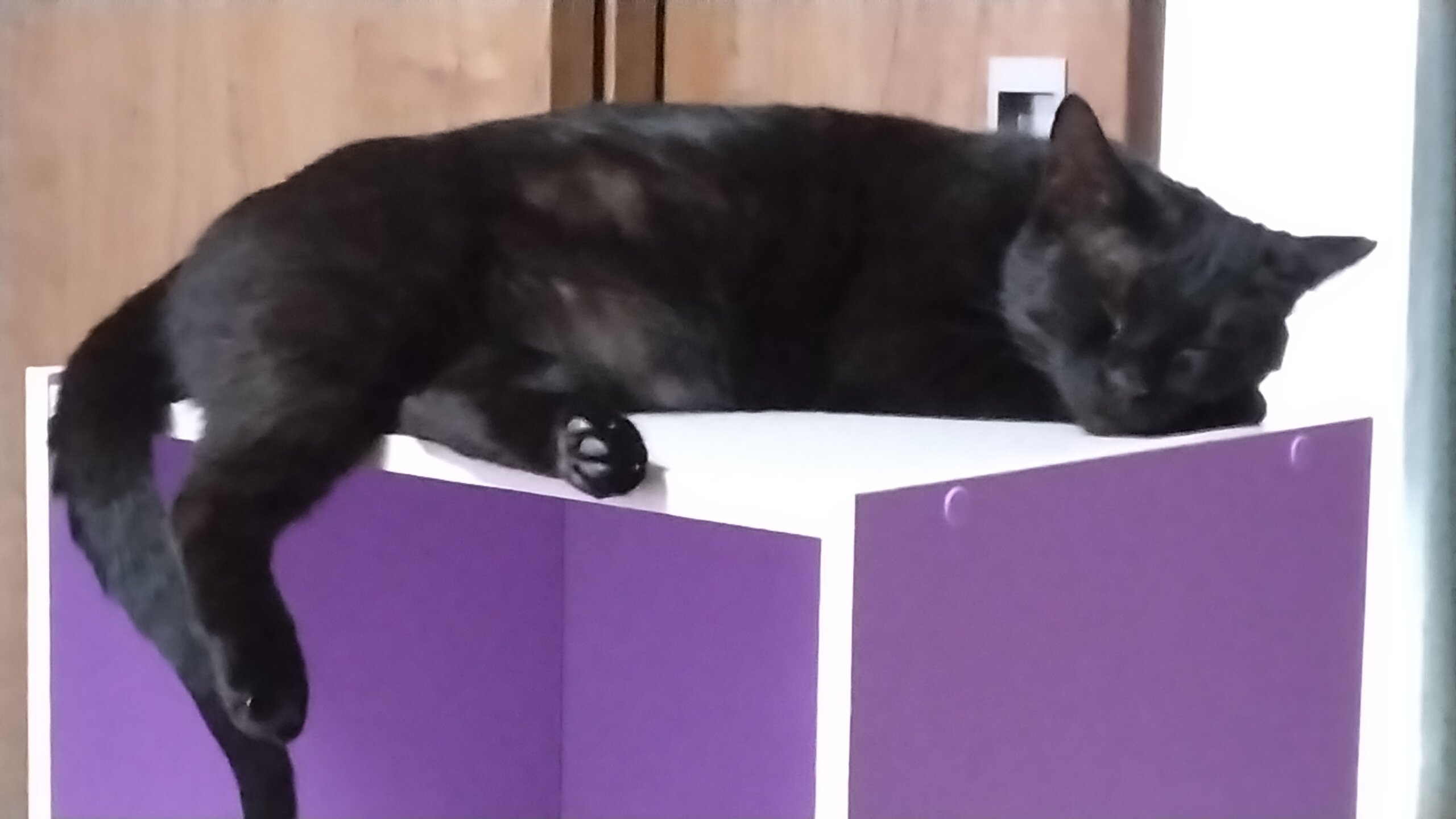 もうすぐ5歳になる女の子です