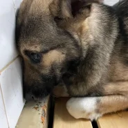 まだ幼い子です。家族に迎えて下さい