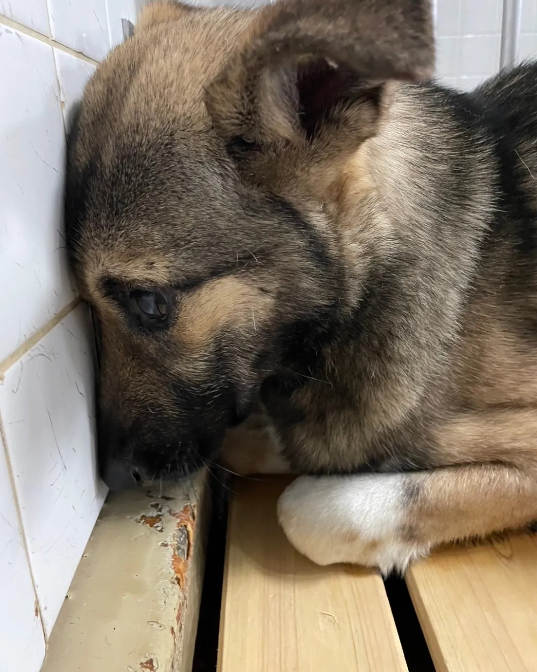 まだ幼い子です。家族に迎えて下さい