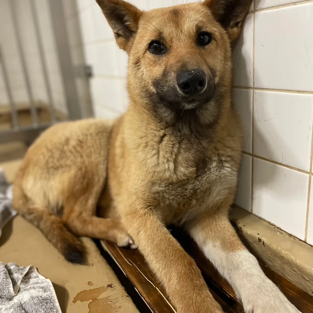 優しい目をしたまだ幼い子に優しい家族をお願いします