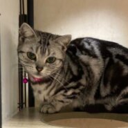 マイペースでツンデレ姫の杏莉ちゃん