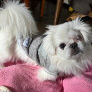 ☆まわたくん☆里親さま募集中☆