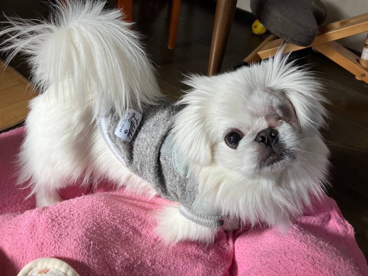 ☆まわたくん☆里親さま募集中☆