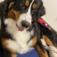 元気いっぱい！男の子バーニーズマウンテンドッグ