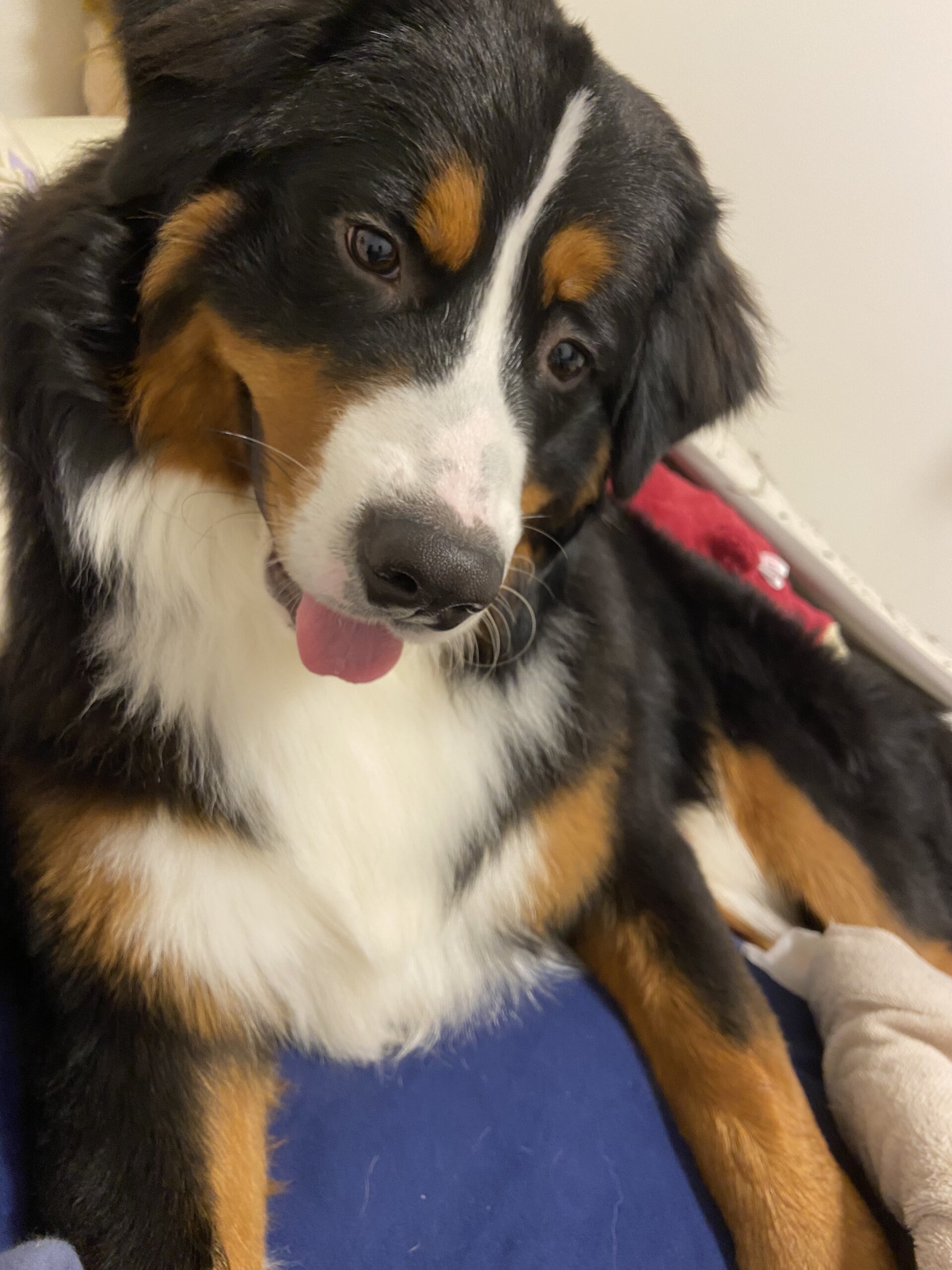 元気いっぱい！男の子バーニーズマウンテンドッグ