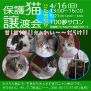保護猫譲渡会