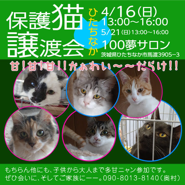 保護猫譲渡会