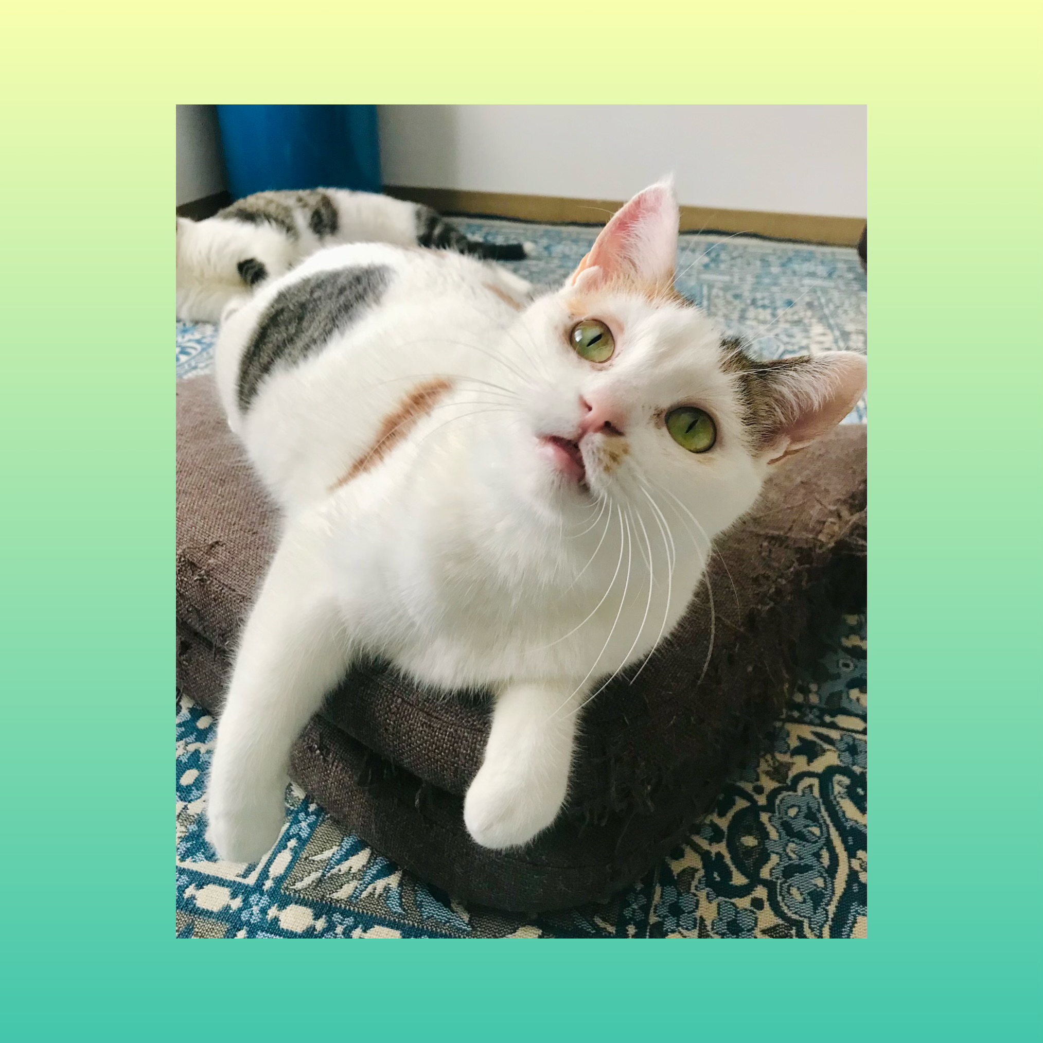 人が大好き！好奇心旺盛、はつなちゃん♪