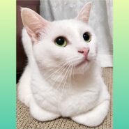 ふわふわ真っ白♪天然系女子　シュガちゃん