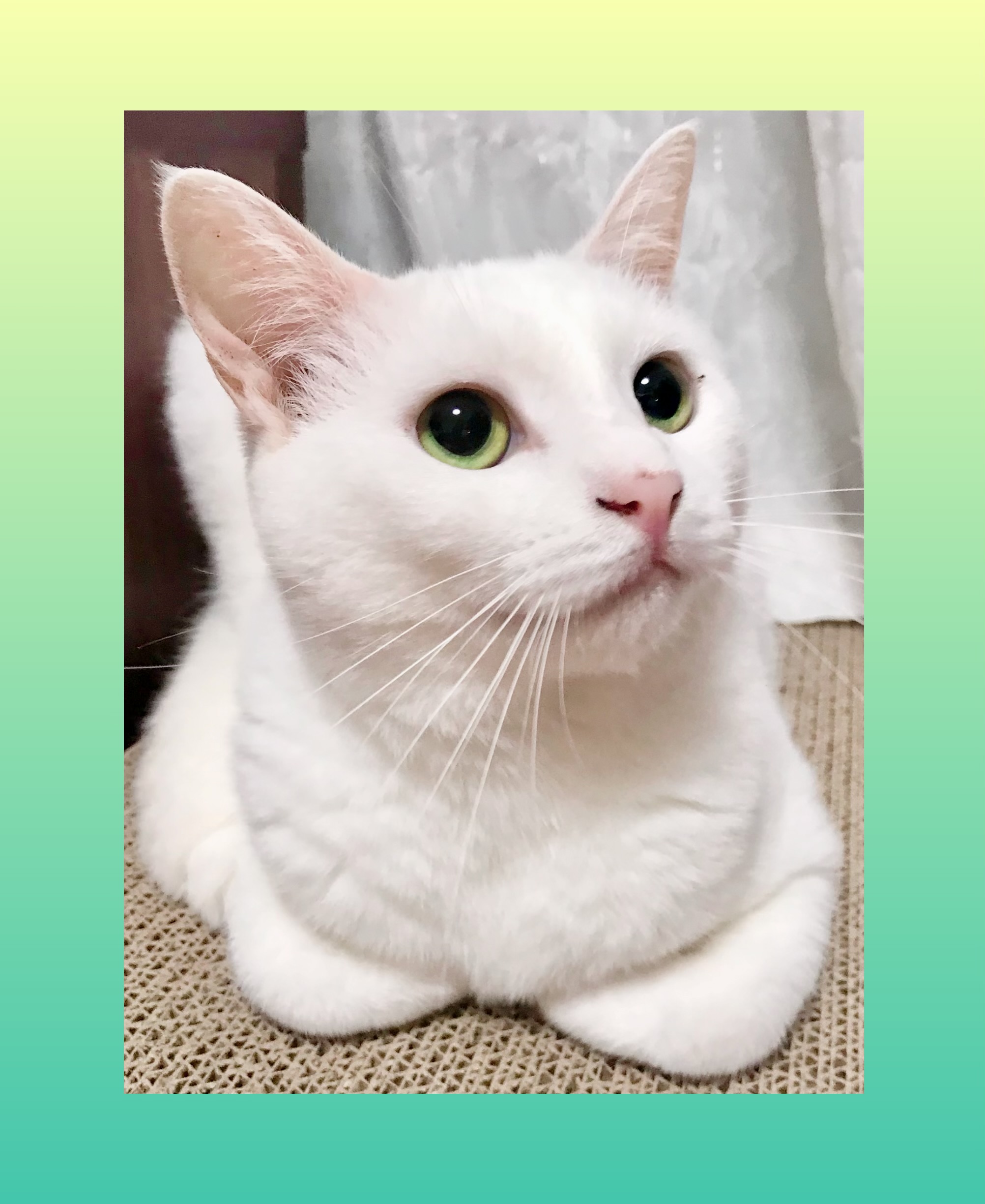 ふわふわ真っ白♪天然系女子　シュガちゃん