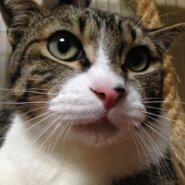 推定９歳！ シャイな小丸くん