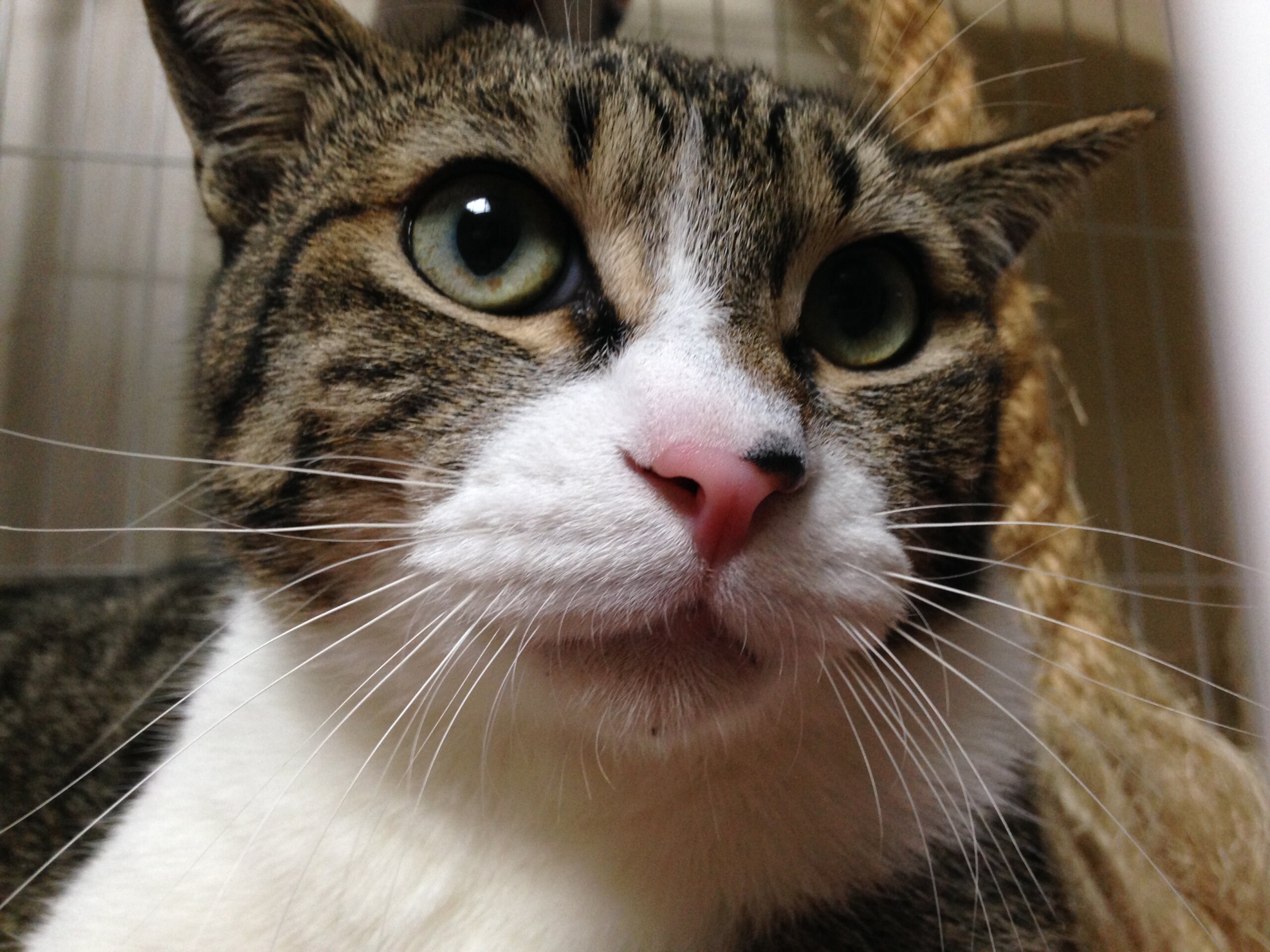 推定９歳！ シャイな小丸くん