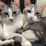 捨てられた兄妹❗️２匹で❗️