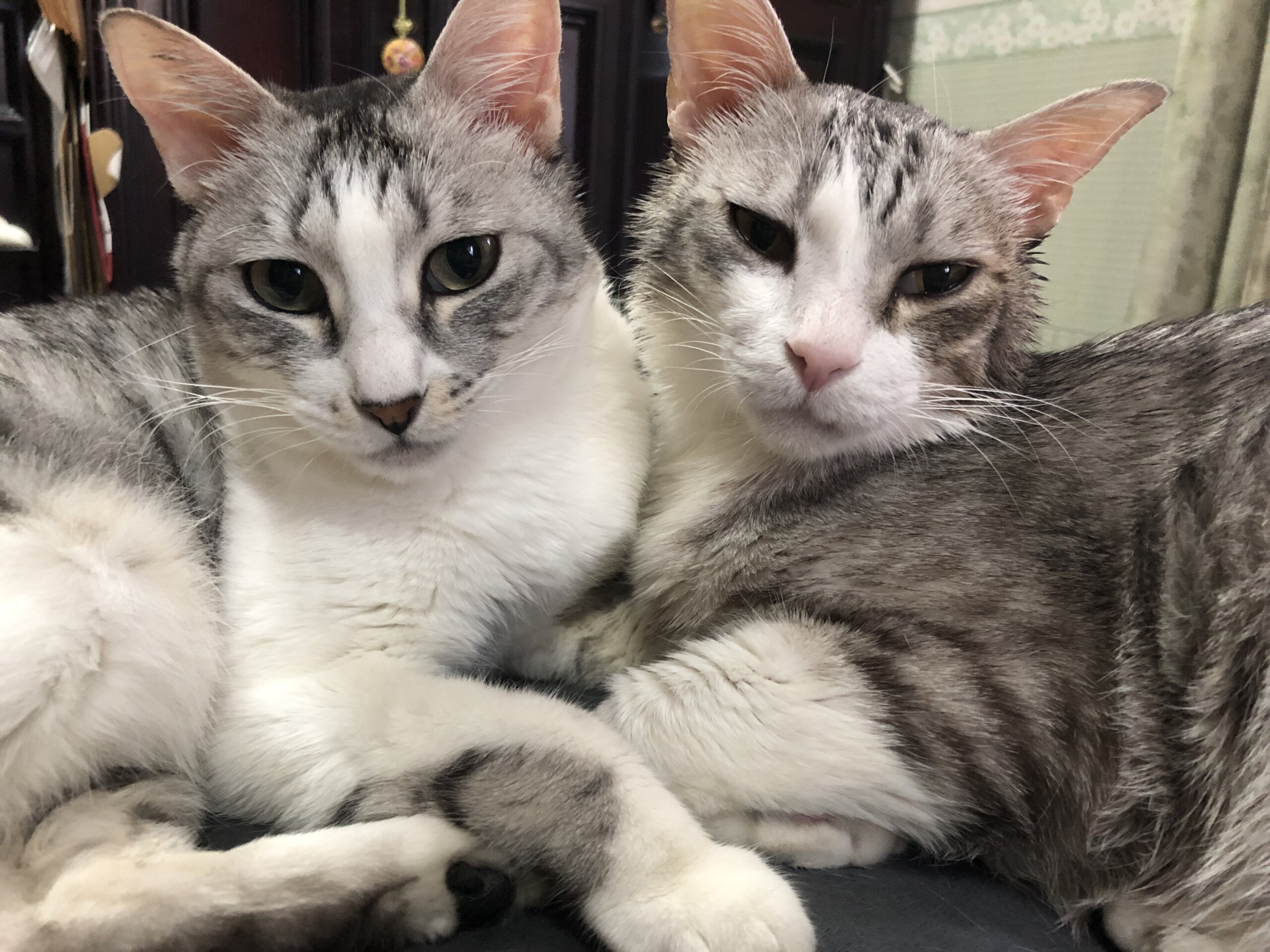 捨てられた兄妹❗️２匹で❗️