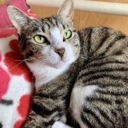 １匹で飼える方！元気！白血キャリアです