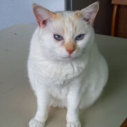 人が大好きな女の子