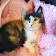 お目目ひとつなくなっちゃった♡でも幸せ『ミキ』