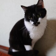 おしりポンポンが大好き・２才半のとわちゃん