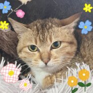 小呂島からやってきた優しい子猫ちゃん里親募集中！