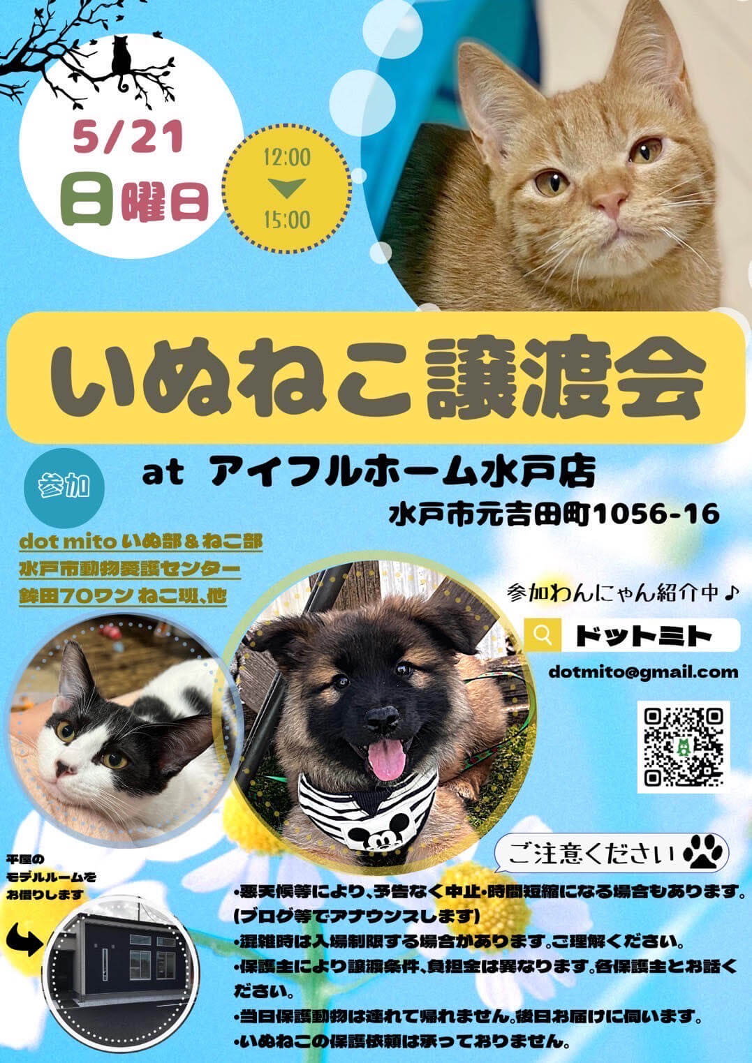 いぬねこ譲渡会 at アイフルホーム水戸店