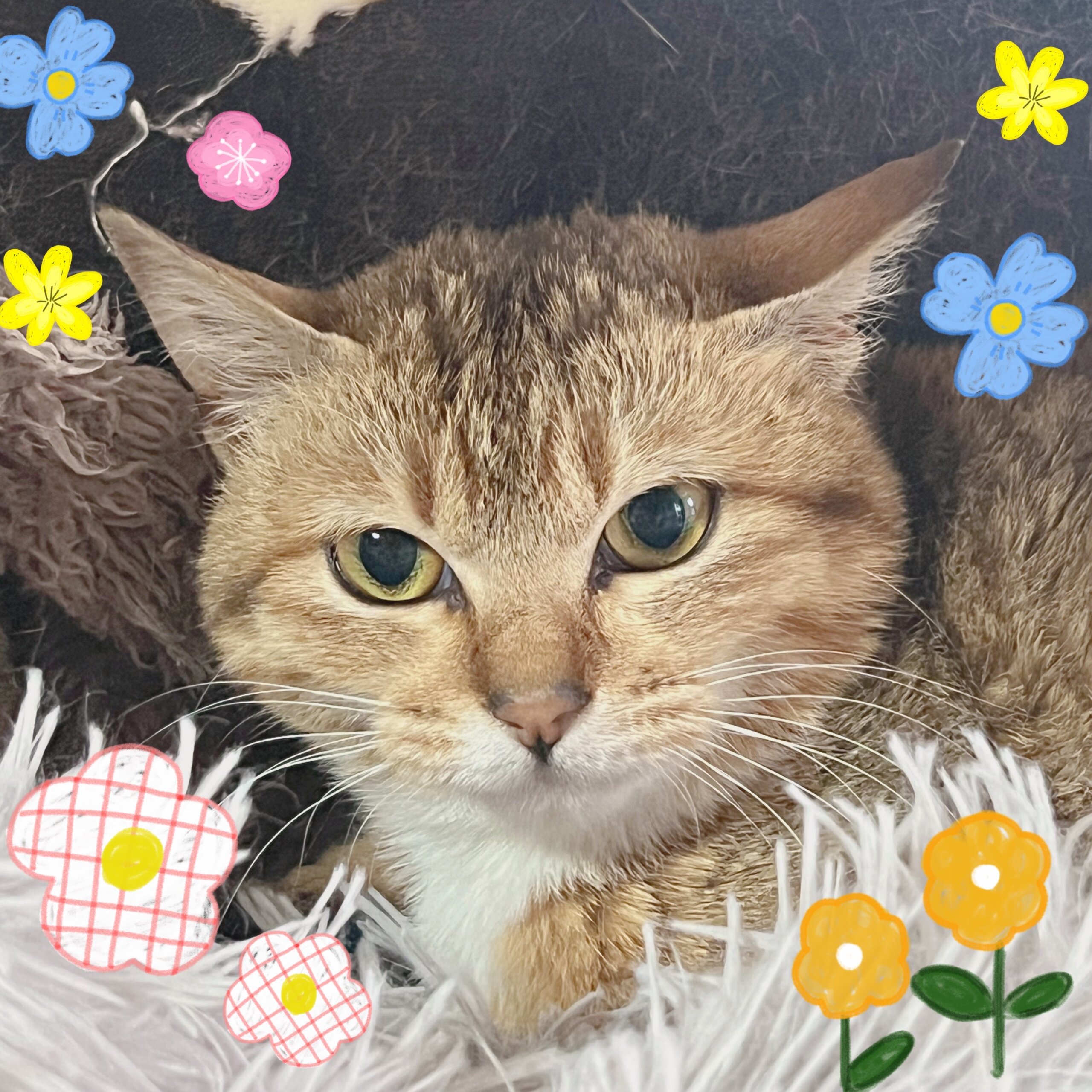 小呂島からやってきた優しい子猫ちゃん里親募集中！