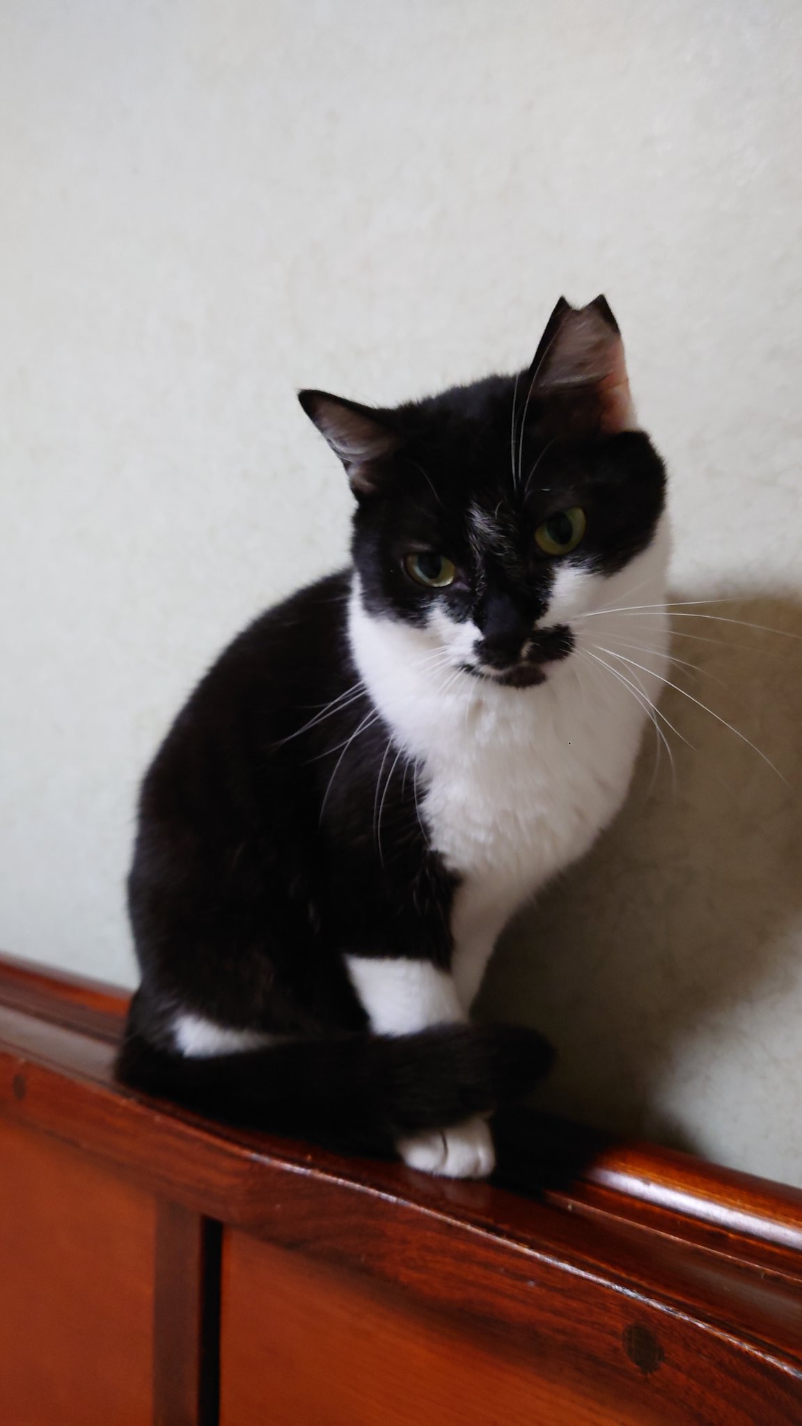 おしりポンポンが大好き・２才半のとわちゃん