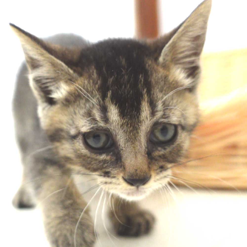 5月13日入所のアビキジの子猫の女の子