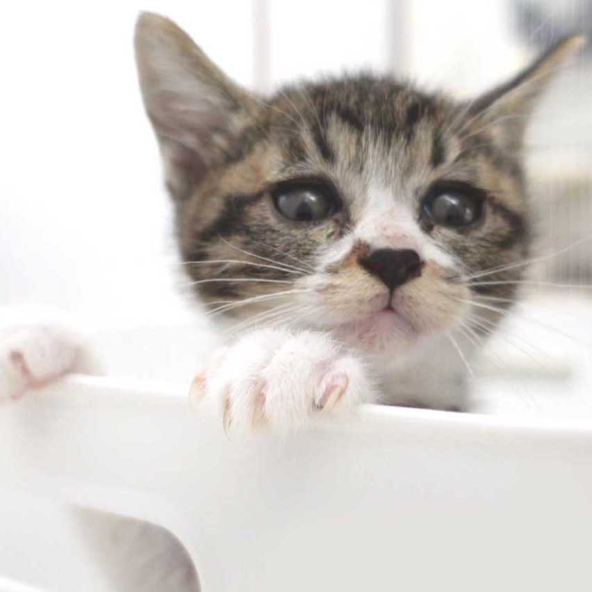 5月13日入所のキジ白の子猫の女の子