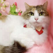 ラグドール風♪ふわふわ長毛三毛『リリィちゃん』