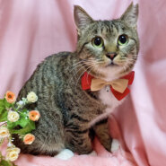 手袋つけたキュートな女の子『ミニちゃん』